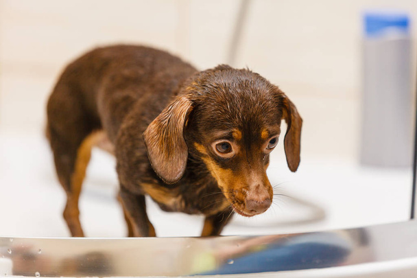 Woman taking care of her little dog. Female washing, cleaning dachshund under the shower. Animals hygiene concept. - Fotoğraf, Görsel