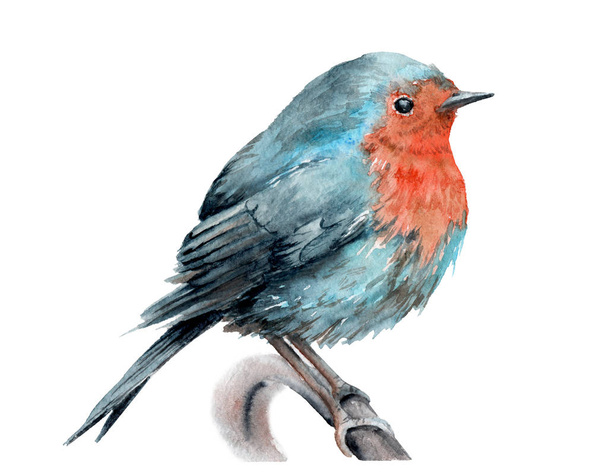 akvarel, kresba ptáka. Robin na větvi - Fotografie, Obrázek