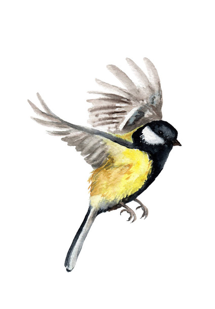 watercolor drawing of a bird. tit in flight - Фото, изображение