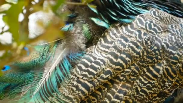 Eleganckie dzikich ptaków egzotycznych, kolorowe pióra Artystyczny. Zbliżenie Paw teksturowanej upierzenie. Latające indyjski Paw złoty - Materiał filmowy, wideo