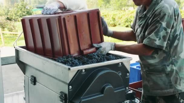 Verter uvas maduras en la picadora
 - Metraje, vídeo