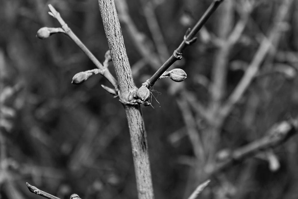 siyah ve beyaz, bahar zamanı. Tomurcukları ağaçlarda şişmiş. Yakın çekim. Doğa - Fotoğraf, Görsel