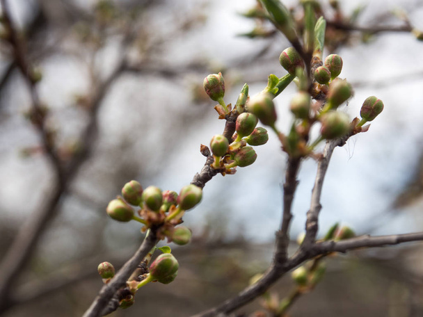 trees bloom in spring, first buds and leaves on trees - Фото, изображение