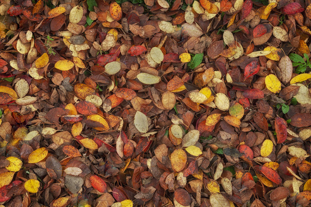 Un tapis de feuilles d'automne couvre le sol de la forêt lorsque les saisons commencent à changer
 - Photo, image