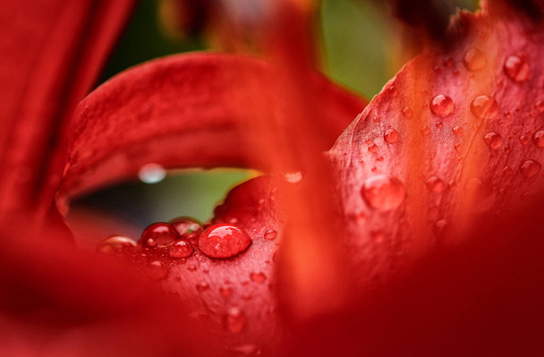Red beautiful rose macro with water drops - Foto, Imagen