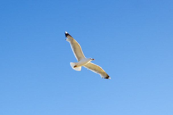 White seagull soaring in blue sky - Fotoğraf, Görsel