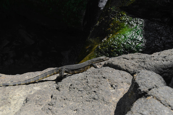 Азійський водяний монітор - ящірка, що ходить по скелястій землі перед розмитим водою - ставком на Балі (Індонезія). - Фото, зображення