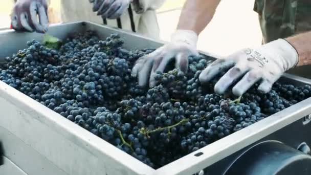 Pouring ripe grapes into grinder - Footage, Video
