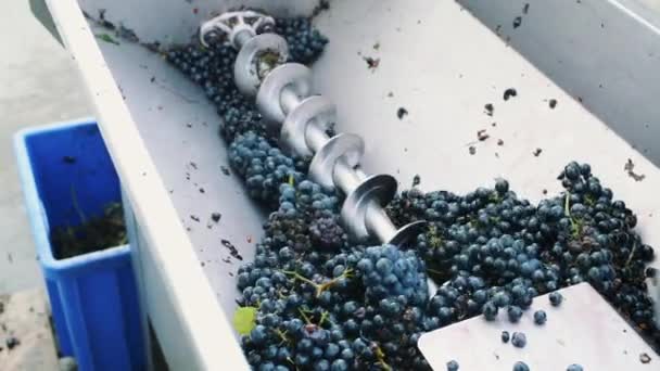 Verwerking van rijpe druiven in de machine. - Video