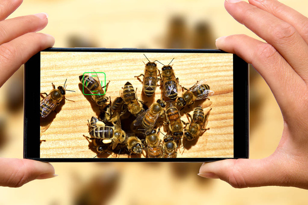 Женщина с фотографиями пчел на мобильный телефон
. - Фото, изображение