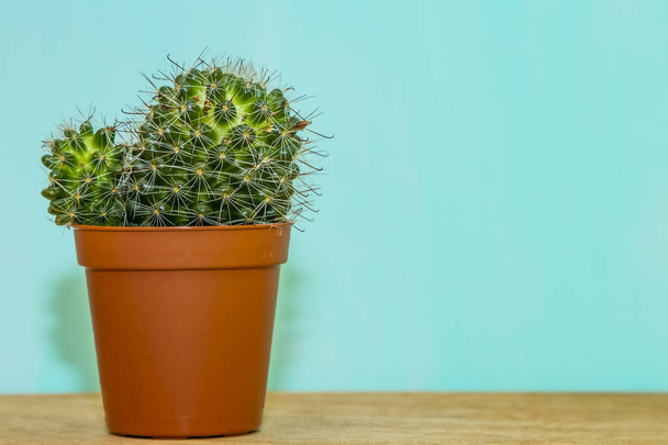 cactus in a brown pot on a blue background - Фото, изображение