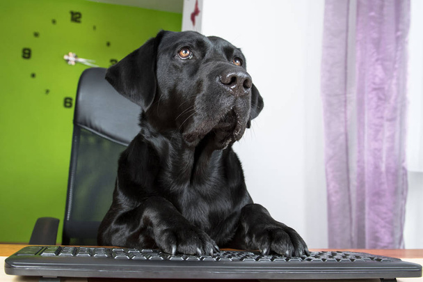 Black dog sitting at computer and looking on the screen. - Foto, Bild