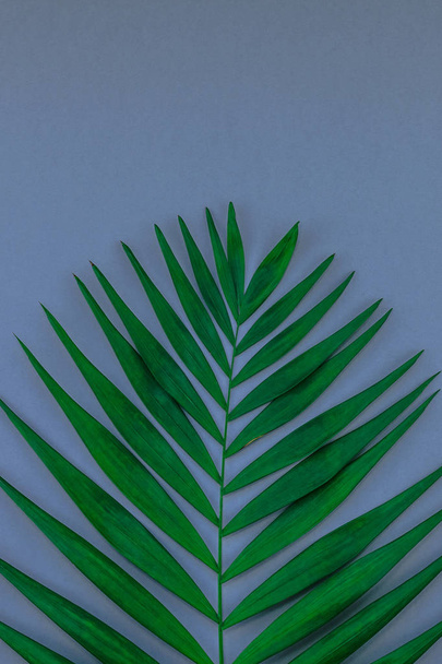 Luova tasainen lay top näkymä vihreä trooppinen palmunlehtiä sininen harmaa paperi tausta kopioi tilaa. Minimaalinen trooppinen palmunlehtiä kasveja kesän konsepti malli tekstin tai suunnittelun
 - Valokuva, kuva