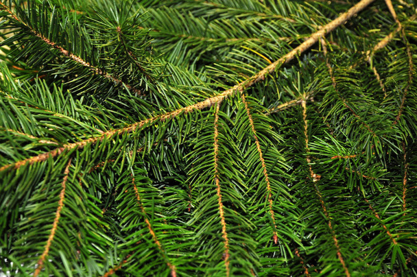 Christmas background, closeup on fir tree. Xmas background. - Valokuva, kuva