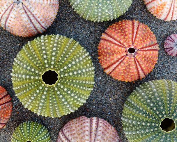 colorful sea urchins shells on wet sand beach - Photo, Image