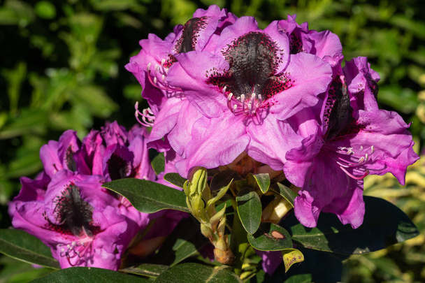 Rhododendron Hybrid Kangaroo (Рододендрон гібрид), закрийте голову квітки в сонячному світлі. - Фото, зображення