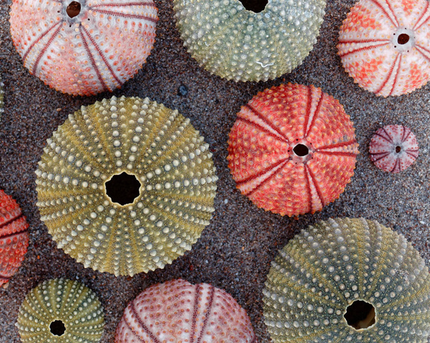 colorful sea urchins shells on wet sand beach - Photo, Image