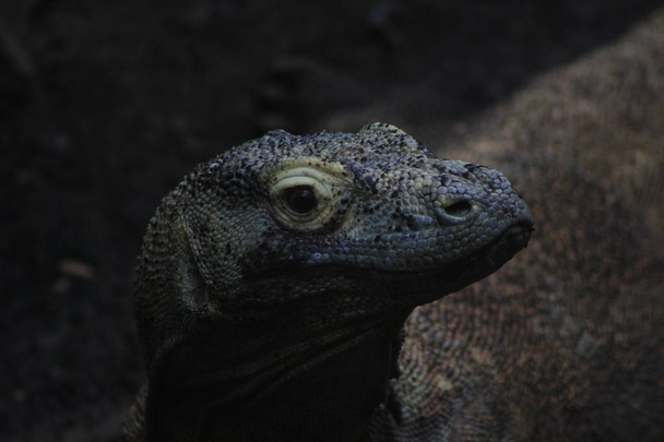 Komodo Dragon Varanus komodoensis f - Photo, Image