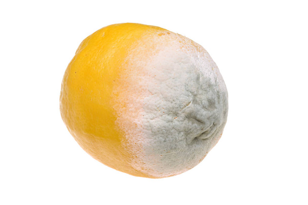 Limone con muffa isolata su fondo bianco - Foto, immagini