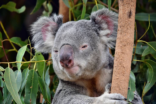 Carino koala guardando su un ramo di albero eucalipto in Australia - Foto, immagini