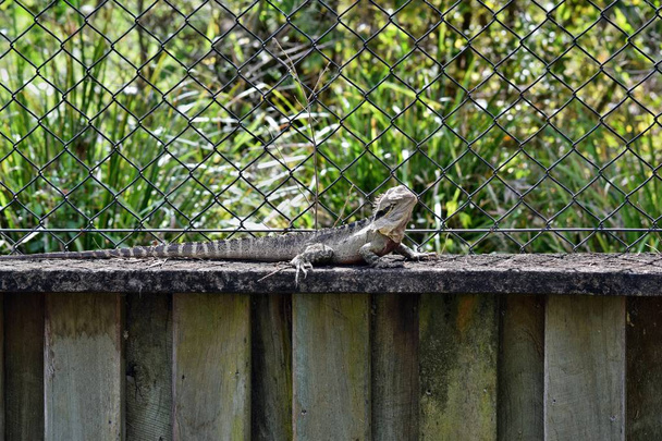 The Australian lizard eastern water dragon ( Physignathus lesueurii) on fence of Noosa National Park, Sunshine Coast, Queensland, Australia - Photo, Image