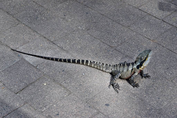El lagarto australiano dragón de agua oriental (Physignathus lesueurii) en el centro de la ciudad de pavimento en Brisbane, Queensland, Australia
 - Foto, Imagen