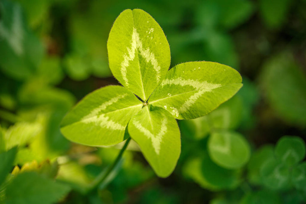 Four-leaf clover. A plant with 4 leaves. A symbol of luck, happiness, success, joy. Concept on the theme of St. Patrick's Day. - Foto, Imagen