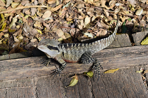 El lagarto australiano dragón de agua oriental (Physignathus lesueurii) en la cerca del Parque Nacional Noosa, Sunshine Coast, Queensland, Australia - Foto, Imagen