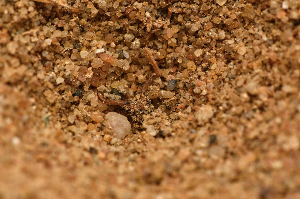 Euroleon nostras is een mierensoort uit de onderfamilie van de Myrmicinae. - Foto, afbeelding