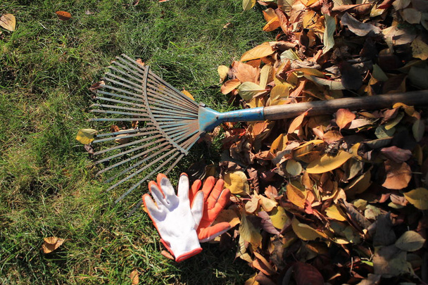 Μια τσουγκράνα ανεμιστήρα και γάντια βρίσκονται στο γρασίδι δίπλα σε ένα σωρό από πεσμένα φύλλα του φθινοπώρου. Το Top view. - Φωτογραφία, εικόνα