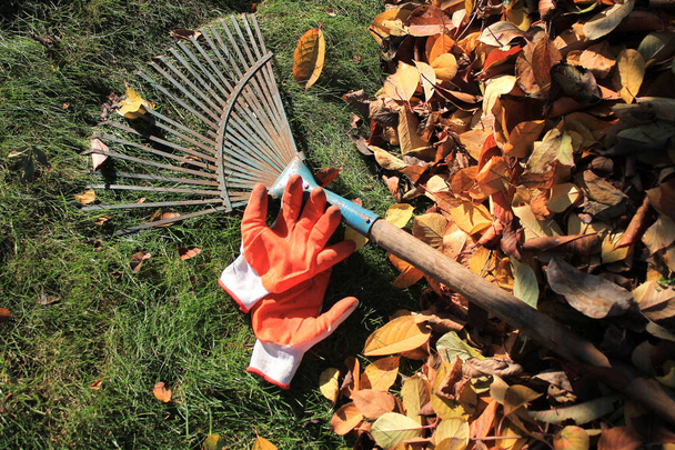 Un rastrillo de abanico y guantes se encuentran en la hierba junto a una pila de hojas caídas de otoño. Vista superior
. - Foto, Imagen