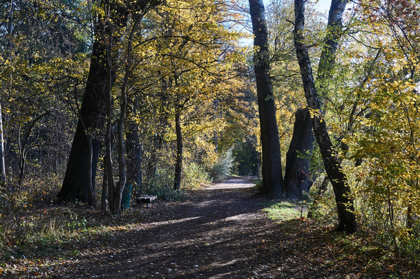 Estrada no parque e folhas de outono coloridas em árvores na Polônia
 - Foto, Imagem