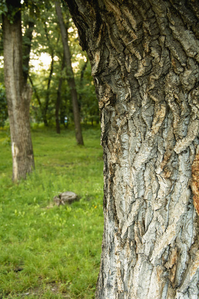 Park dinlenme alanı ağaçlarda - Fotoğraf, Görsel