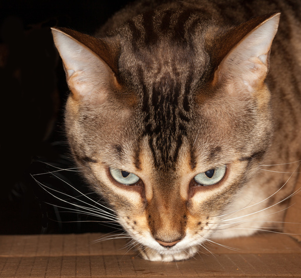 Gato de Bengala mirando a través de la caja de cartón
 - Foto, Imagen