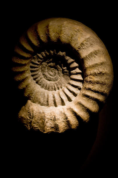 Ammonite fossile
 - Photo, image