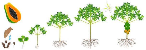 Cycle of growth of a papaya plant on a white background. - Vector, Image