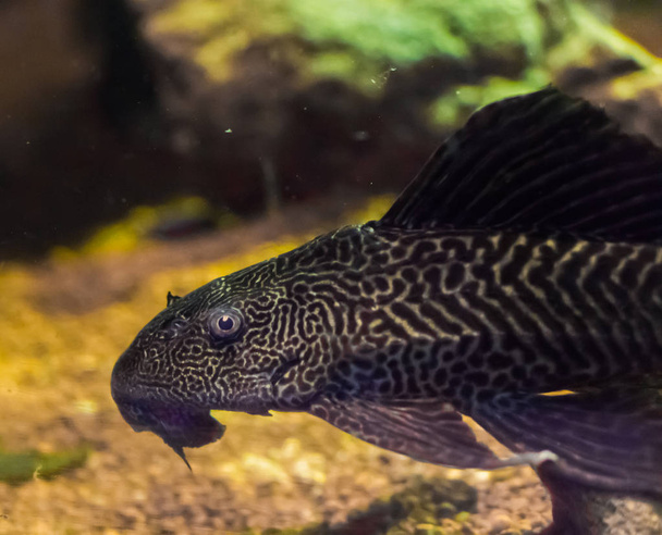 bottom dweller suckermouth tiger catfish also known as common pleco a tropcial aquarium fish pet from south america - Photo, Image