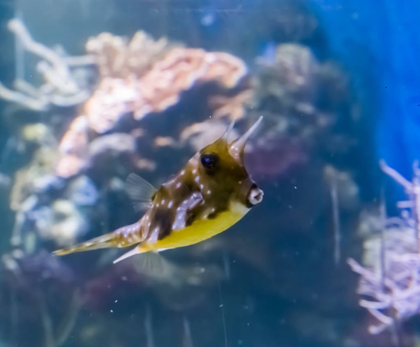 longhorn lehmäkala tai sarvipäinen boxfish hauska trooppinen akvaario kala lemmikki suudella huulet meren elämän muotokuva - Valokuva, kuva