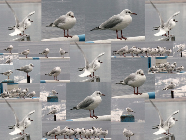 collage of gulls on the lake - Photo, Image