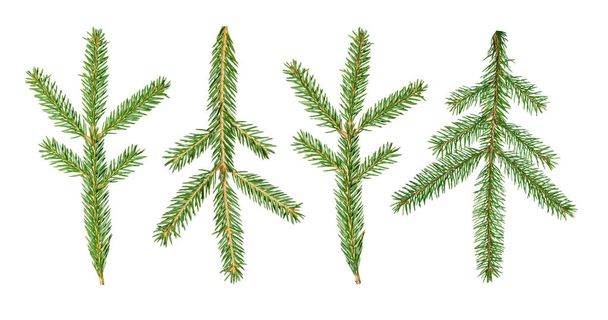 A fir tree Abies sibirica branch is isolated on a white background - Photo, Image