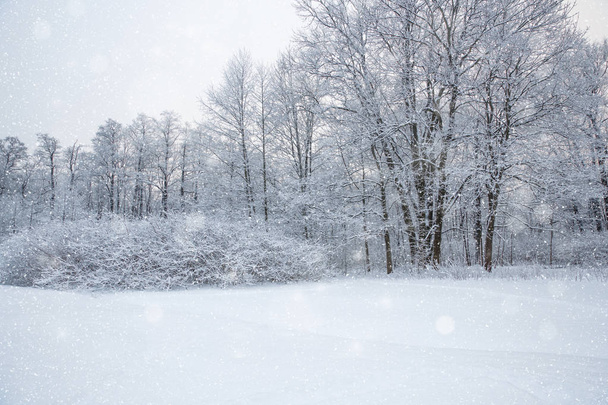 Winter wonderland scene background, landscape. Trees, forest in snow. Christmas, New Year time - Photo, Image