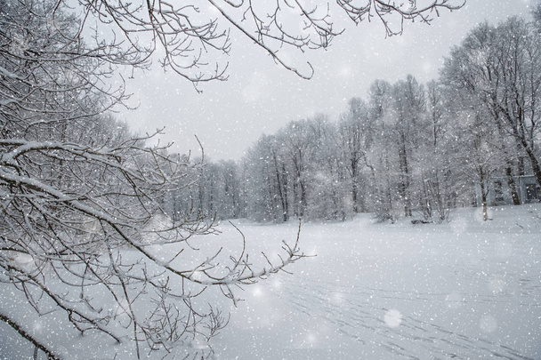 Winter wonderland scene background, landscape. Trees, forest in snow. Christmas, New Year time - Fotoğraf, Görsel