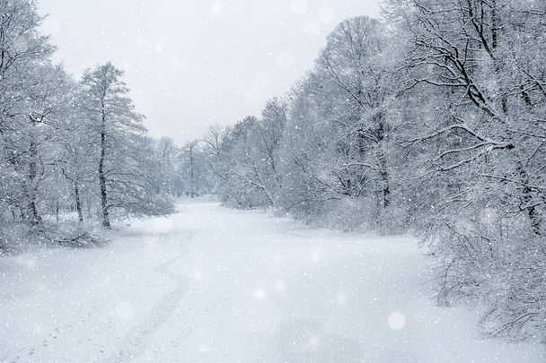Winter wonderland scene background, landscape. Trees, forest in snow. Christmas, New Year time - Fotografie, Obrázek