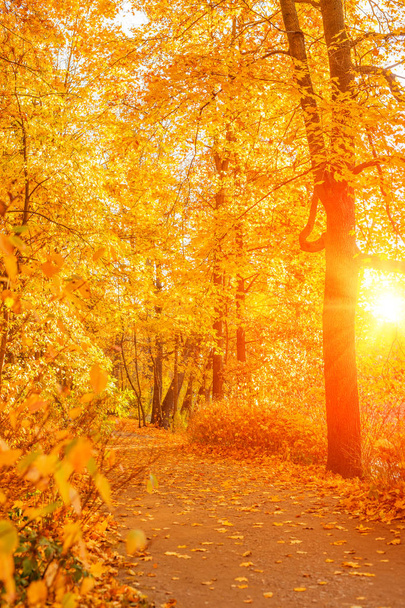 Ősz, ősz, hátteret hagy. Egy faág őszi juharfalevéllel, homályos háttérrel. Tájkép őszi szezonban - Fotó, kép