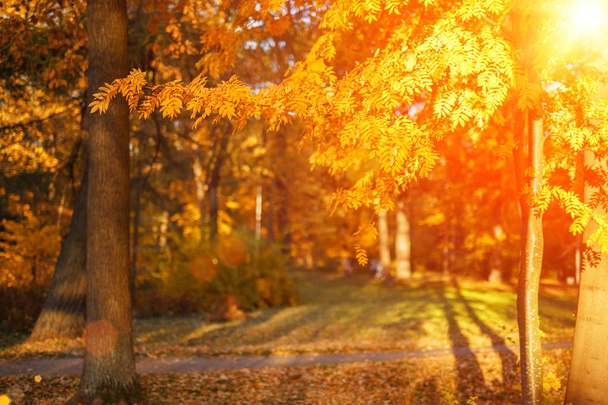Fall, autumn, leaves background. A tree branch with autumn leaves of a maple on a blurred background. Landscape in autumn season - Foto, Imagem