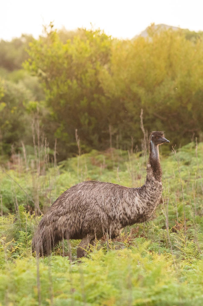 ein emu, der am späten nachmittag im wilsons promontory nationalpark angetroffen wurde, victoria, australia - Foto, Bild