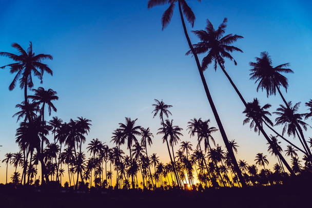 Silhouette palme da cocco con tramonto e sfondo cielo flare
. - Foto, immagini