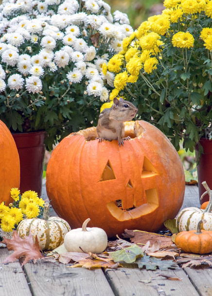 small fat chipmunk scurries over a smiling jack o lantern for Halloween - Photo, Image