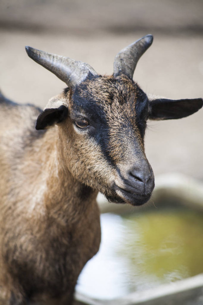 Domestic Goat , Scientific name Capra hircus - Zdjęcie, obraz