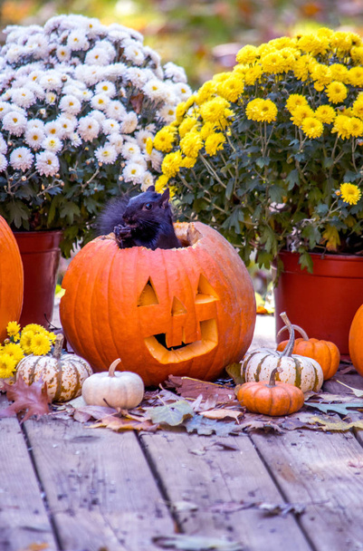Musta orava ponnahtaa ulos virnistelevä jack o lyhty, hauska Halloween yllätys
 - Valokuva, kuva